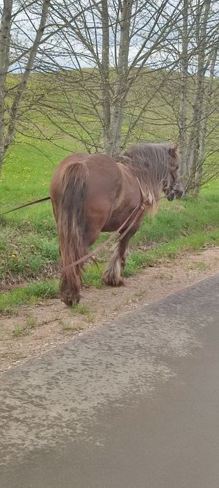 Reprezentacyjna klacz