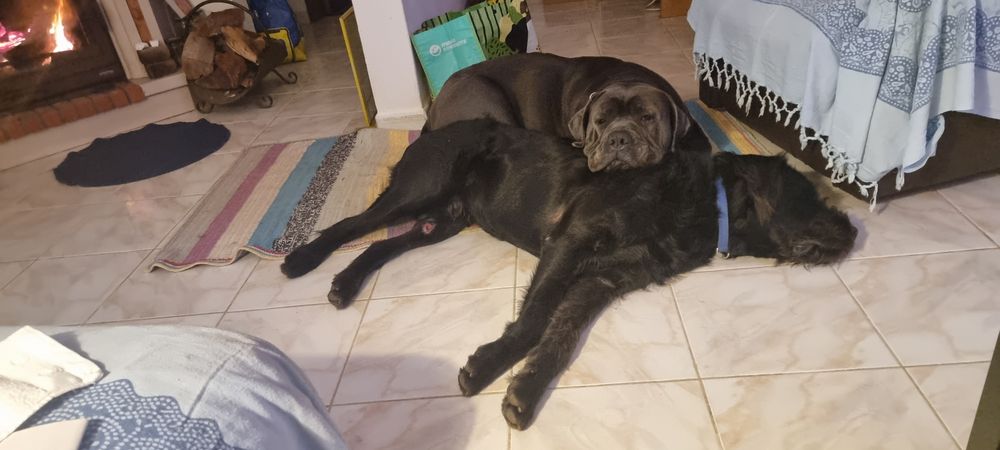 Cão  para adopção.