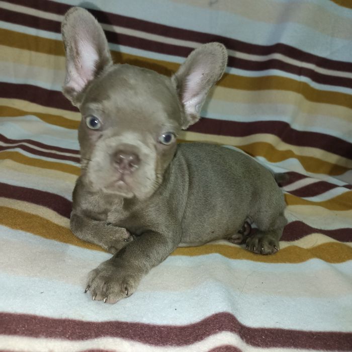 Французские милахи