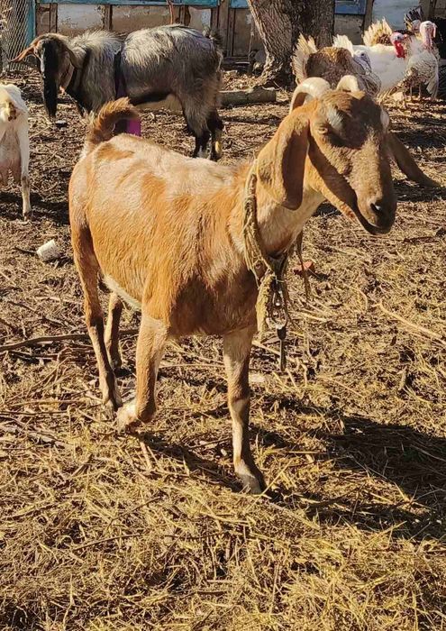 Козлёнок нубиец на племя