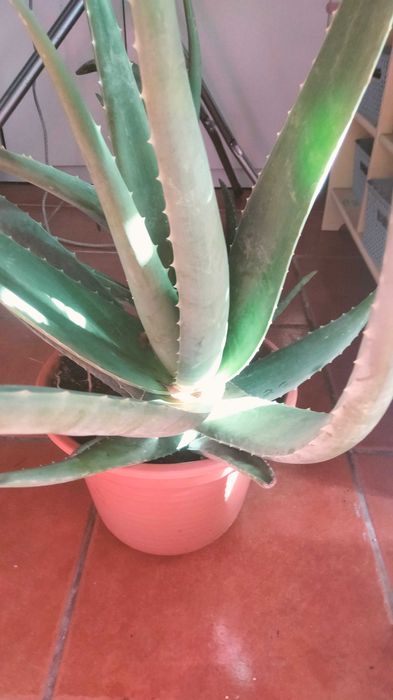 Planta aloe grande