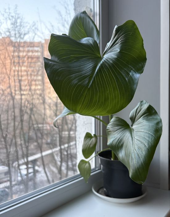 Кала біла квітка