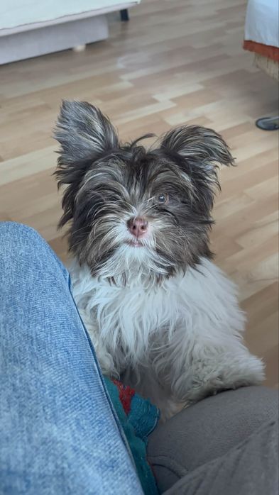 Piesek Yorkshire Terrier Biro