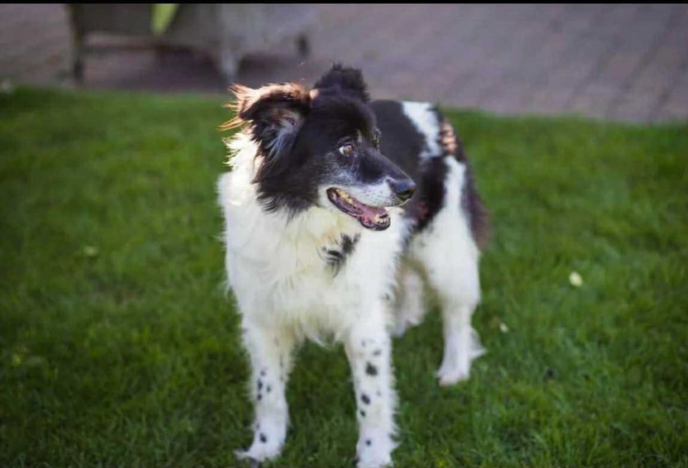 Psiak w typie border colie całe życie nie miał domu