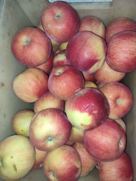 Яблука, морква домашні