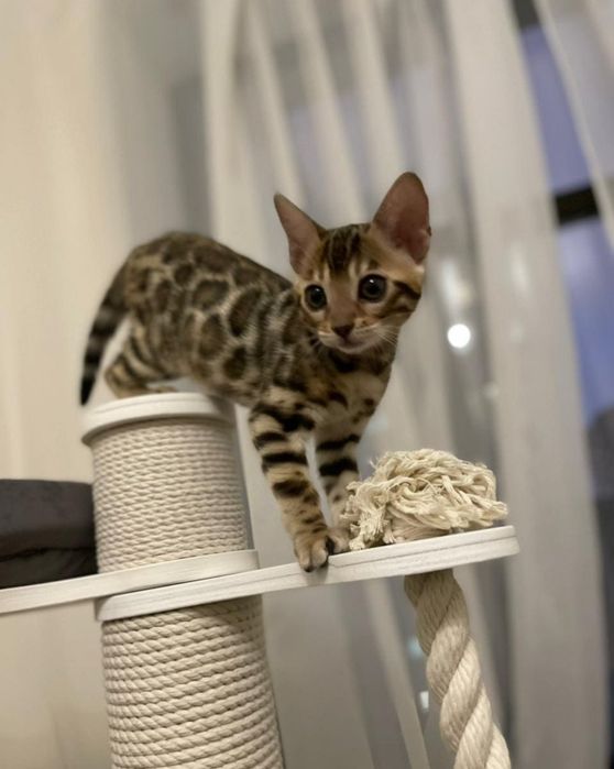 Котик  Лакі бенгальчик