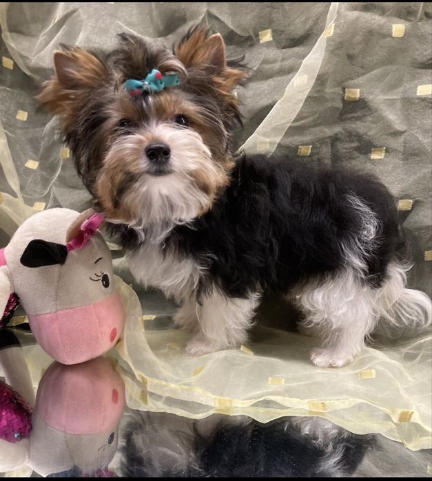 дівчата Бівер,міні-та-стандарт, кобельки міні