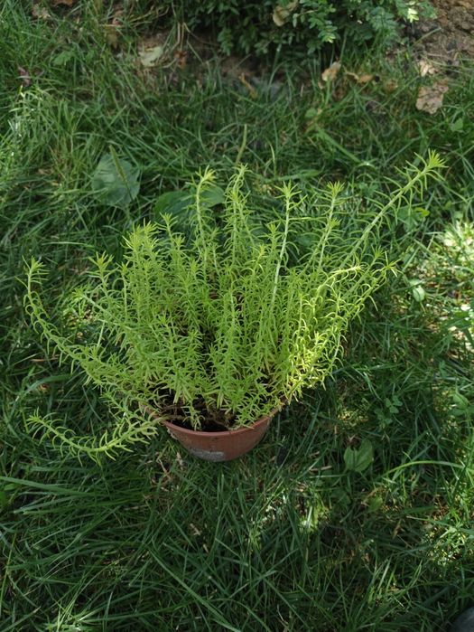 Очіток за 100 грн