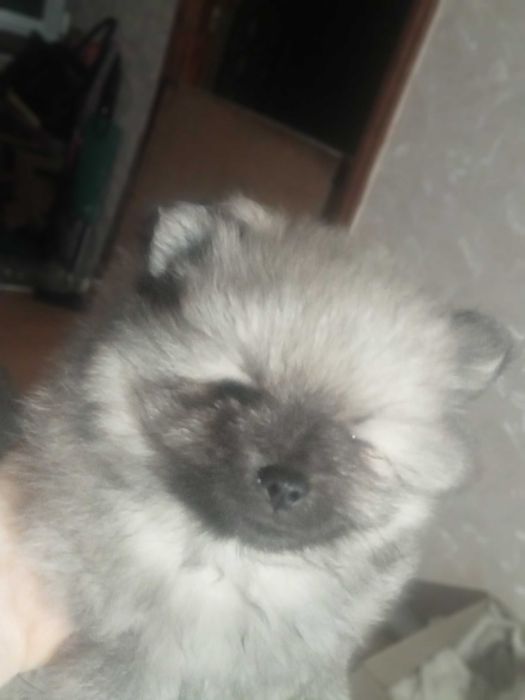 продам Собаки шпіц