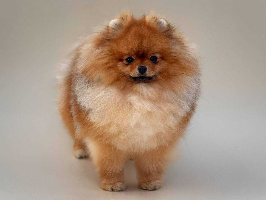 Померанський шпіц для в'язки КСУ-FCI /вязка шпиц