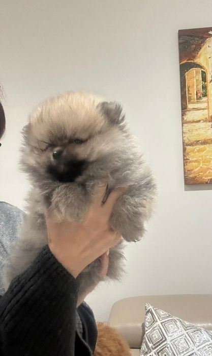 Szpic Miniaturowy Rudy Szczeniak