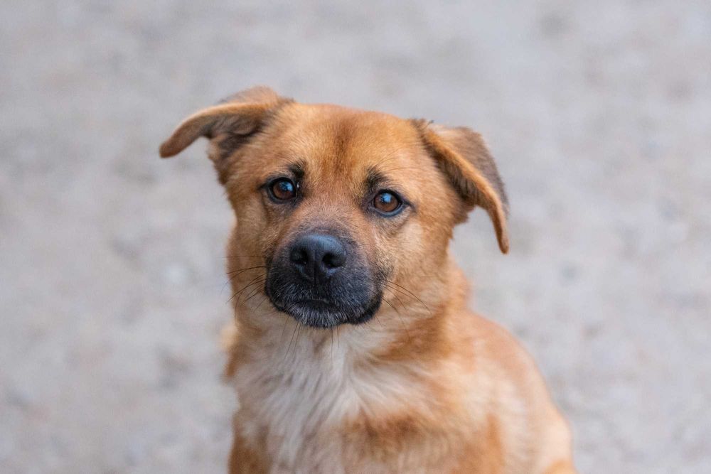 Kortu: dworskie maniery, łagodny charakter