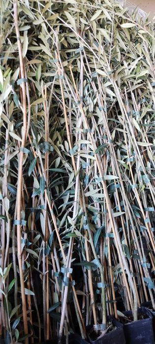 Oliveira azeitona mesa e azeite, cobrançosa, picual,  cornicabra