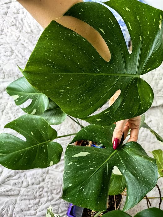 Monstera thai constellation