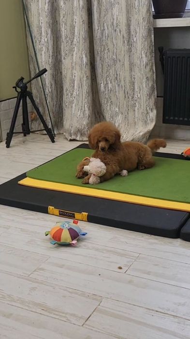 Пудель медиум(средний)