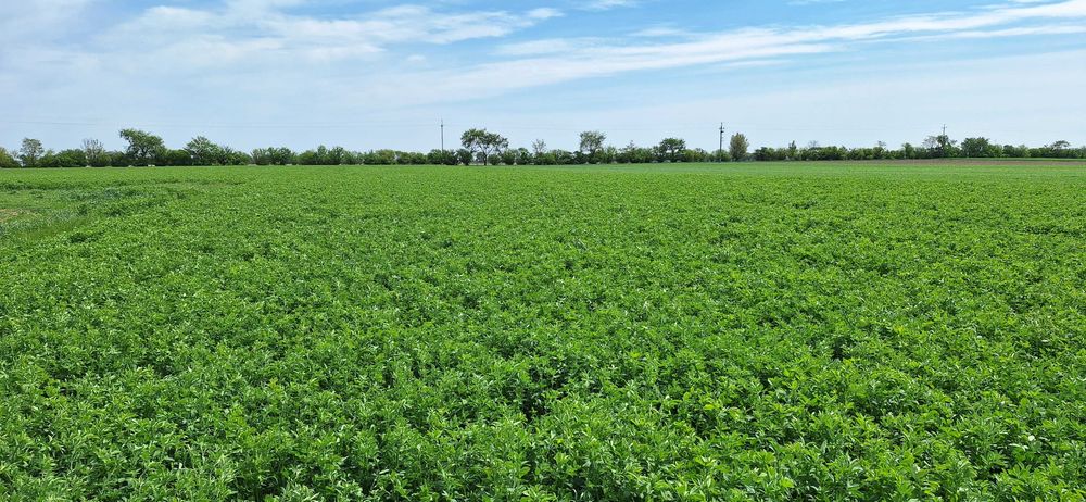 Lucerna, sianokiszonka z lucerny w belach 120 super zakiszona Grodzisk ...