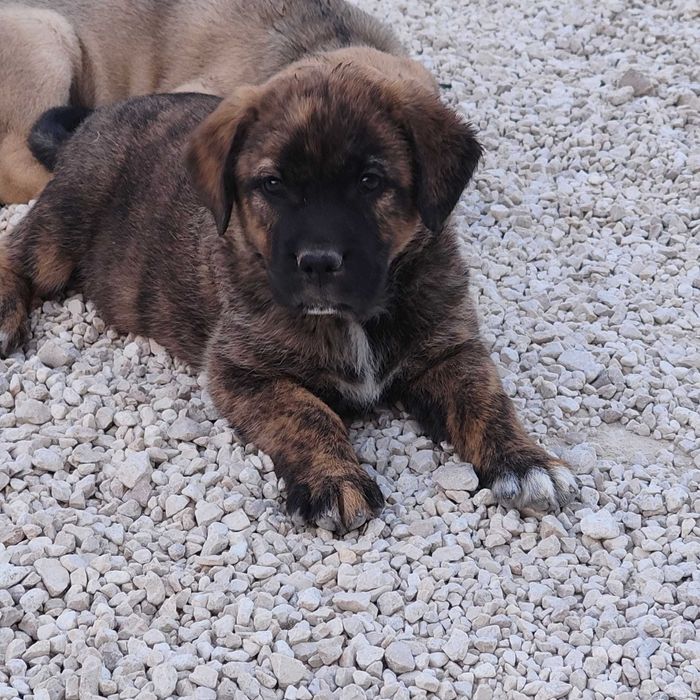 Cães Bebês - Pontével - Cartaxo