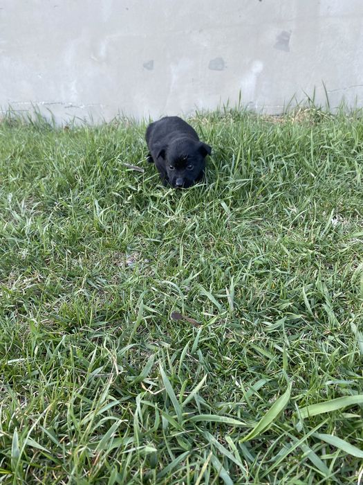 Szczeniaki do adopcj