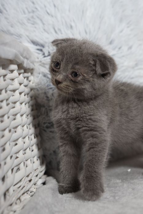 Шотландські висловухі ,Scotish fold