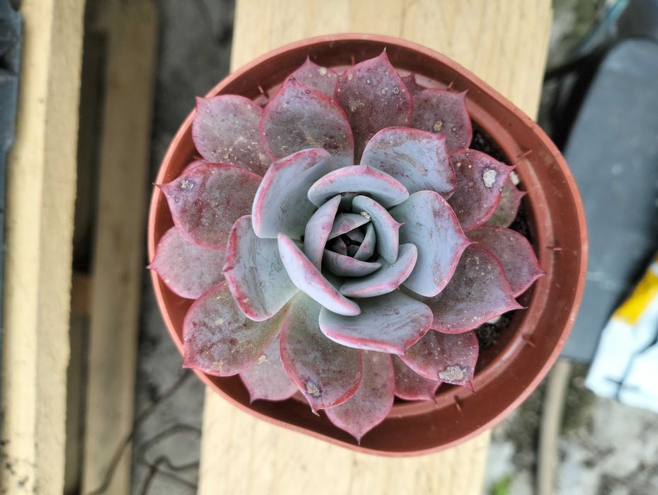 Echeveria 'laulensis' azul