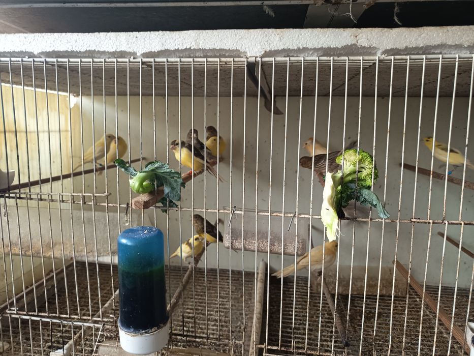 Canários filhos de Campeões , Mestiços de pintassilgo