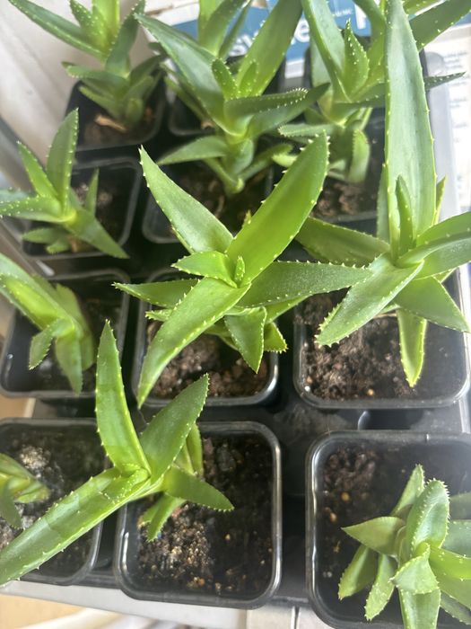 Aloes małe sadzonki
