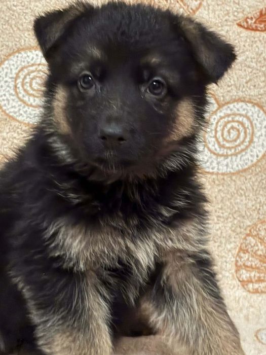 Цуценята німецької вівчарки