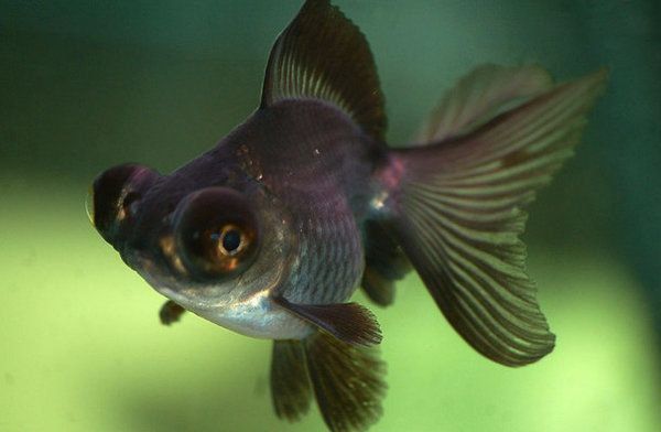 Телескоп рибка акваріумна