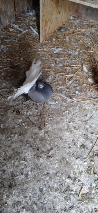 Sprzedam pliki nowy Sącz