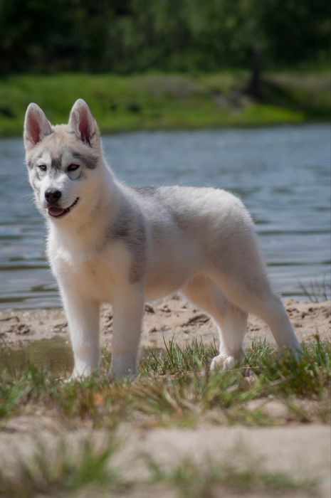 Śliczny piesek Siberian Husky / hodowla ZKwP & FCI od 1994 r.