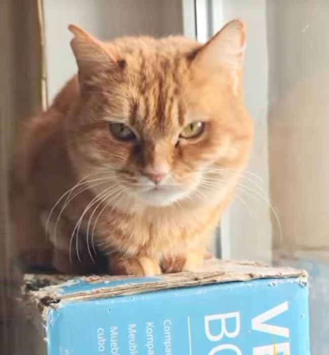 Руда кішка шукає дім