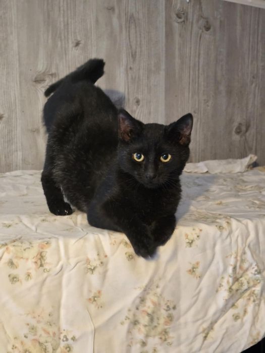 Najsłodszy kot kociak kocurek do adopcji