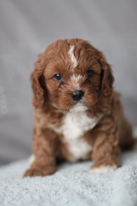 *** Śliczny Cavapoo"*