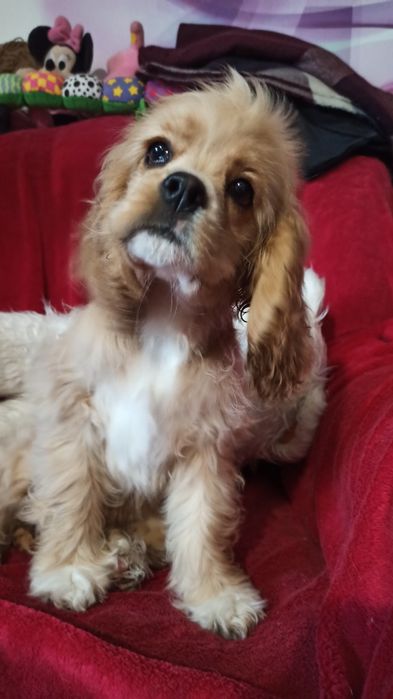 Американський кокер-спаніель.