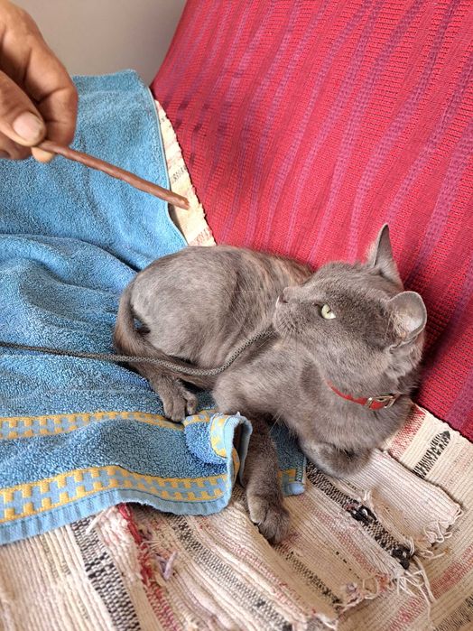 Gato Cinza para adoção responsável