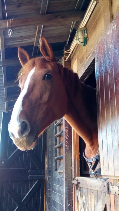 Doando Cavalo Castanho e Cavalo branco
