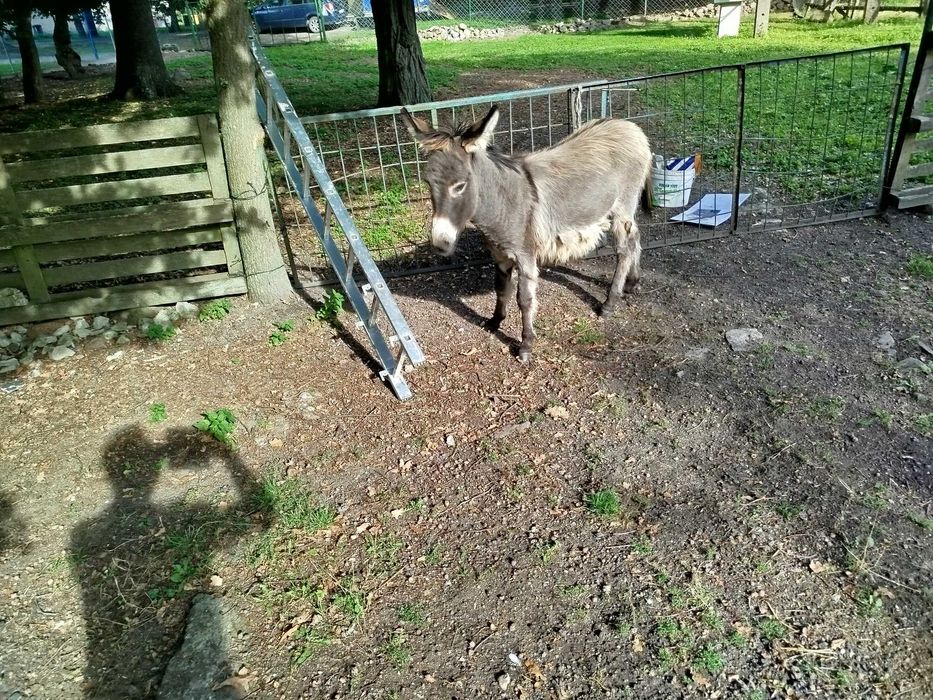osioł,osiołek ładny młody