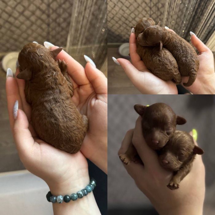 Той пудель, Китай, вязка