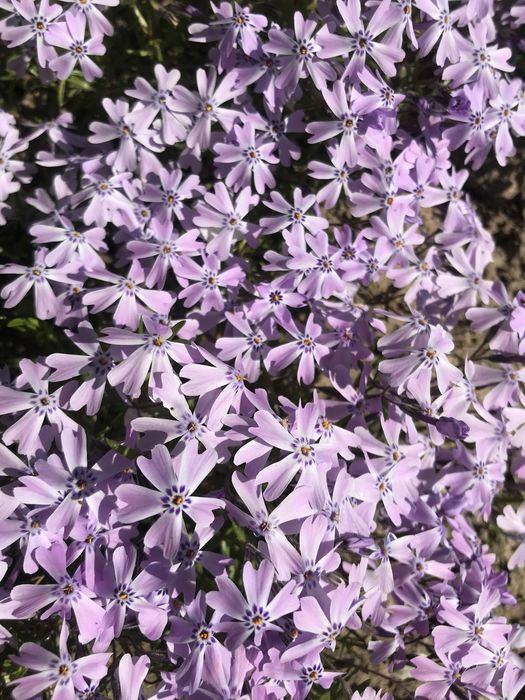 Флокс шиловидний