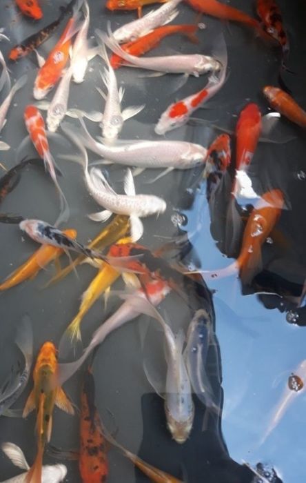 Karp koi butterfly karaś ozdobny orfa amur tołpyga