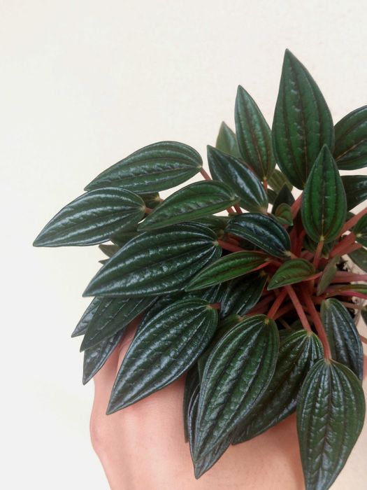 Planta Peperomia caperata 'Rosso'