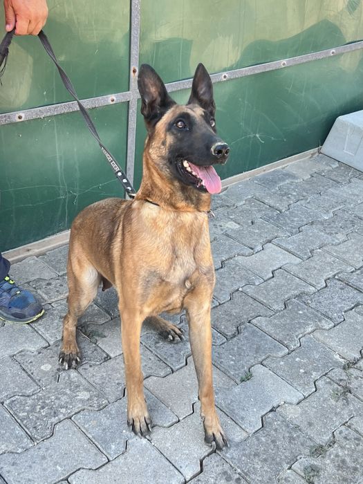 Pastor belga malinois top Mundial