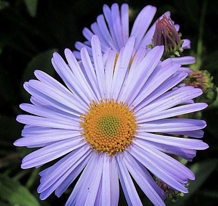 Сиреневые ромашки