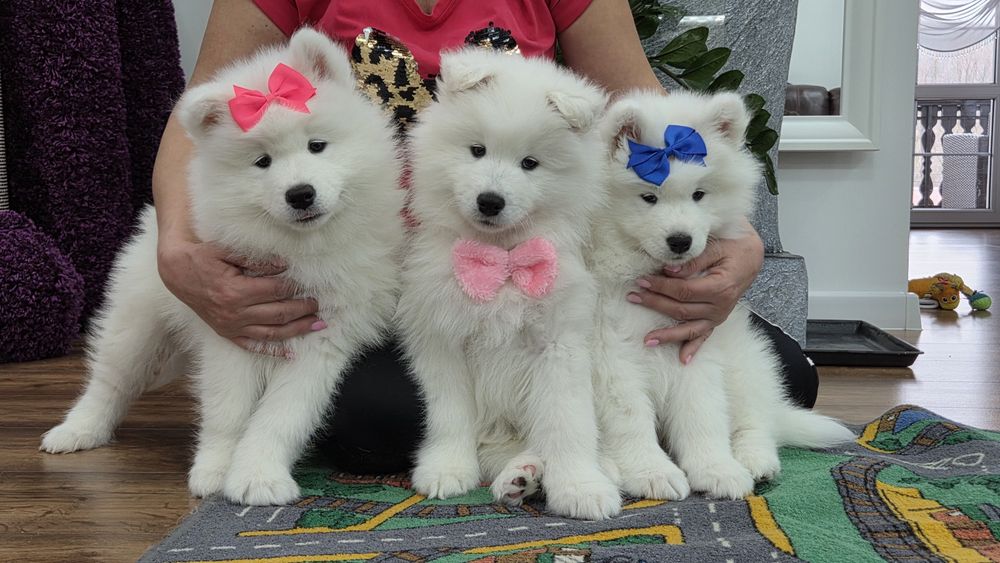 Samoyed 10 tygodni