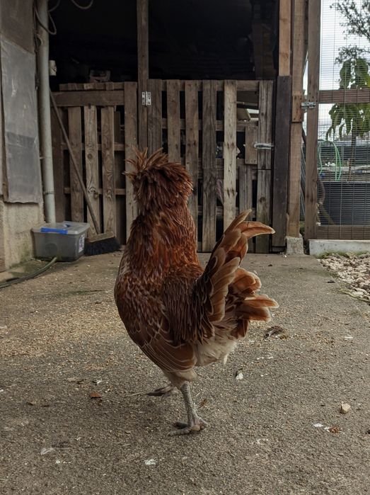 Machos adultos Sultanas / Paduanas