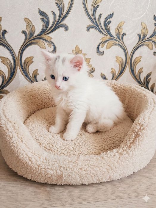Наймиліші кошенята