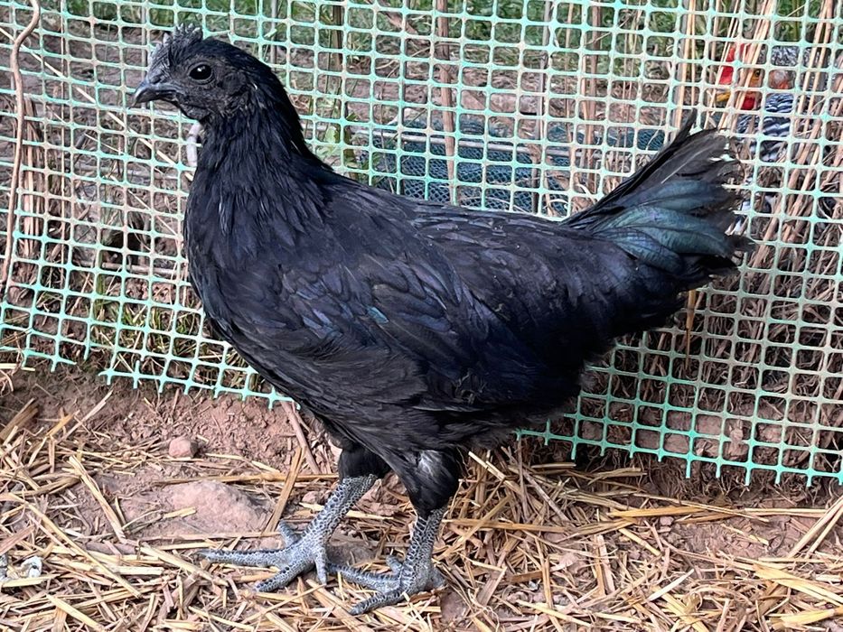 Pisklęta ayam cemani