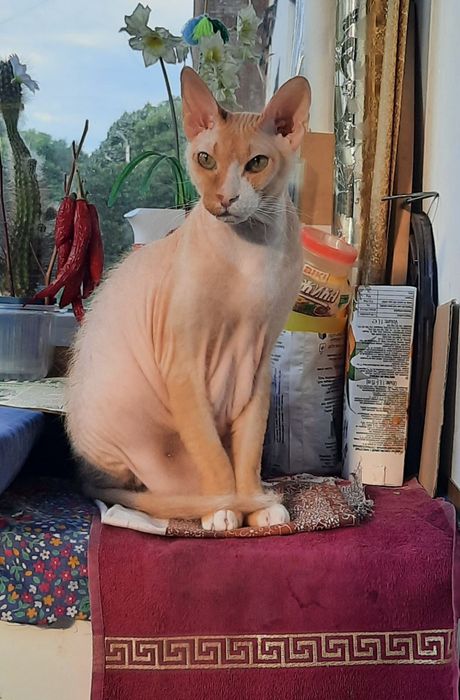 Очень нужен кошачий корм , когтеточка и перен