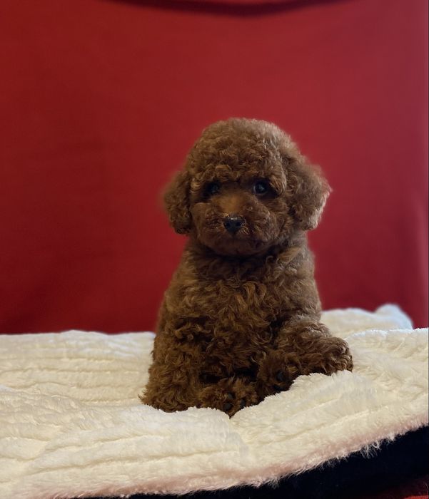 Той пудель дівчинка