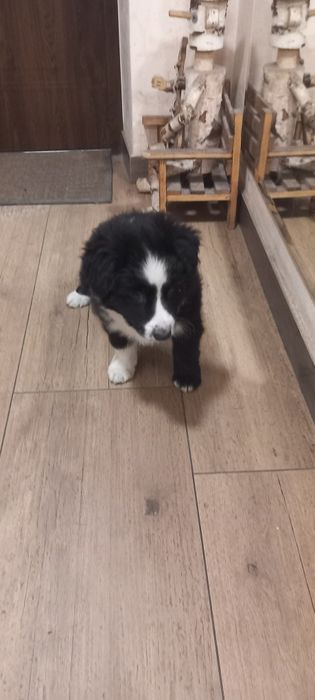 Piesek Border collie